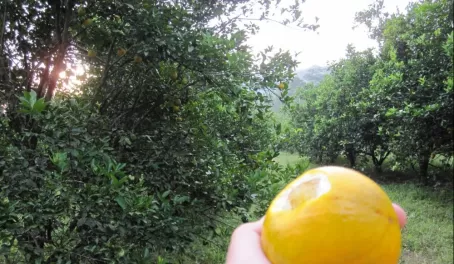 Orange trees and plantations abound - Joe couldn\'t resist!
