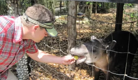 Feeding an adolescent tapir at the Belize Zoo