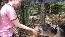 Feeding a tapir at the Belize Zoo