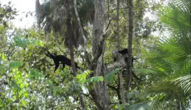 Monkeys in the tree