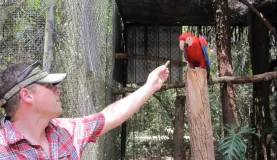 Making friends with a macaw at the Belize Zoo