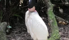 Bird in the zoo