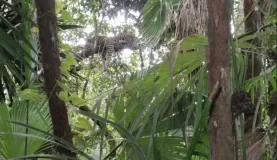 Jaguar up in the tree