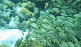 Snorkeling in the waters off Belize