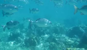 Snorkeling in the waters off Belize