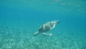 Green Sea Turtle spotted during our snorkeling trip