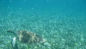 Snorkeling with a sea turtle near Hol Chan 