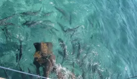Snorkeling