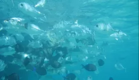 Snorkeling