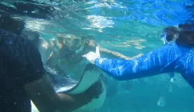 Petting a Spotted Eagle Ray at Shark Ray Alley
