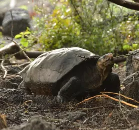 Fernandina Giant Tortoise Found Feb 2019