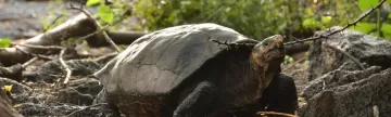 Fernandina Giant Tortoise Found Feb 2019