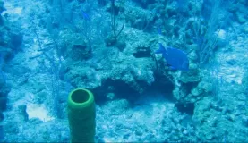 Scuba diving in Belize