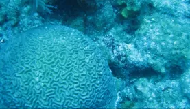 Scuba diving in Belize