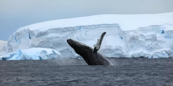 Humpback Whale in the Antarctica