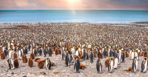 Wide view of large colony of adult and juvenile king penguins on the beach at St. Andrew's Bay, South Georgia Island,