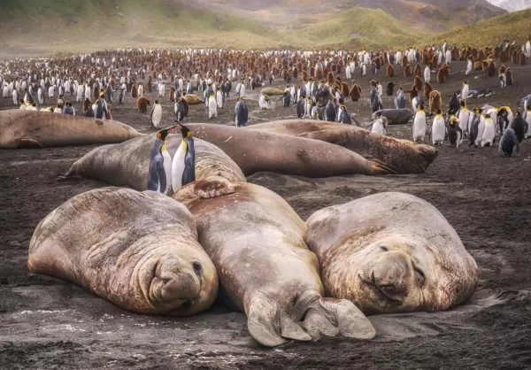 Two adult king penguins stand between large elephant seals lying on a black sand beach
