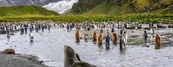 Seal and colony of king penguins,adults and chicks near lake , Antarctic mountain landscape, misty day, South Georgia