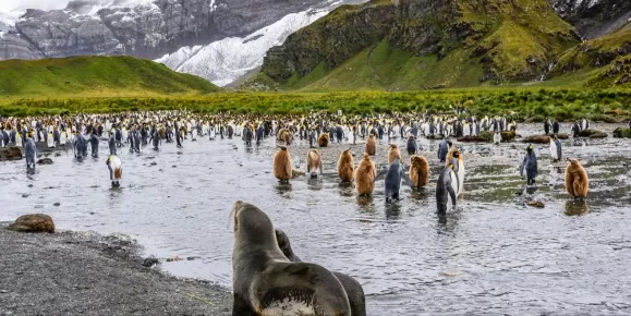 Seal and colony of king penguins,adults and chicks near lake , Antarctic mountain landscape, misty day, South Georgia