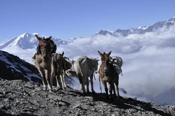 Porter Donkey in Annapurna Region