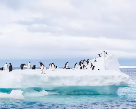 Dozens of Adelie Penguins gather on an ice flow in the seawater near Brown Bluff on the Antarctica Peninsula.