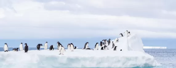 Dozens of Adelie Penguins gather on an ice flow in the seawater near Brown Bluff on the Antarctica Peninsula.