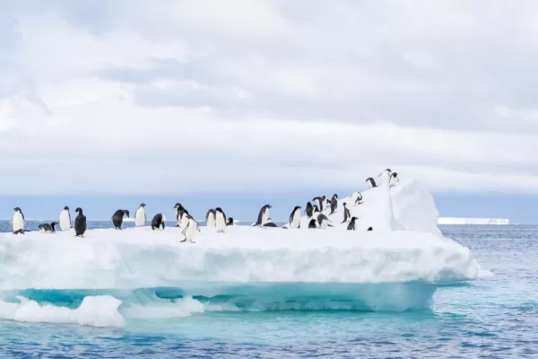 Dozens of Adelie Penguins gather on an ice flow in the seawater near Brown Bluff on the Antarctica Peninsula.