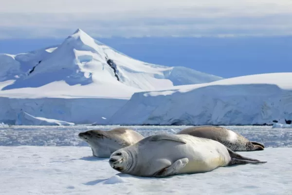 Crabeater seals on ice floe, Antarctic Peninsula, Antarctica
