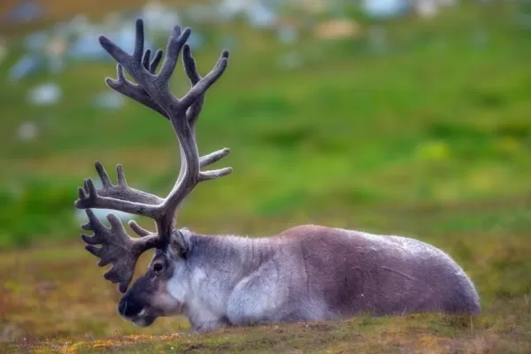 A selective focus of a Reindeer with big beautiful horns in the forest