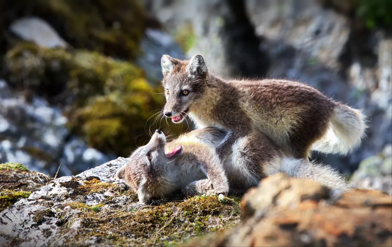 A couple of wild fox playing on a rock at Svalbard, Norway