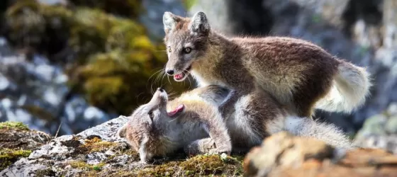 A couple of wild fox playing on a rock at Svalbard, Norway