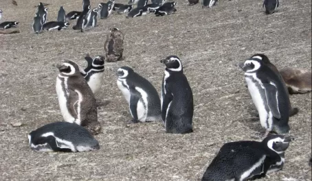 Summer Penguin Colony on Isla Martillo