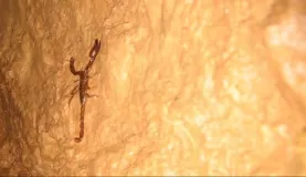 Don\'t put your hand down on this guy! (Scorpion)