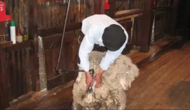 Sheep Shearing Demo