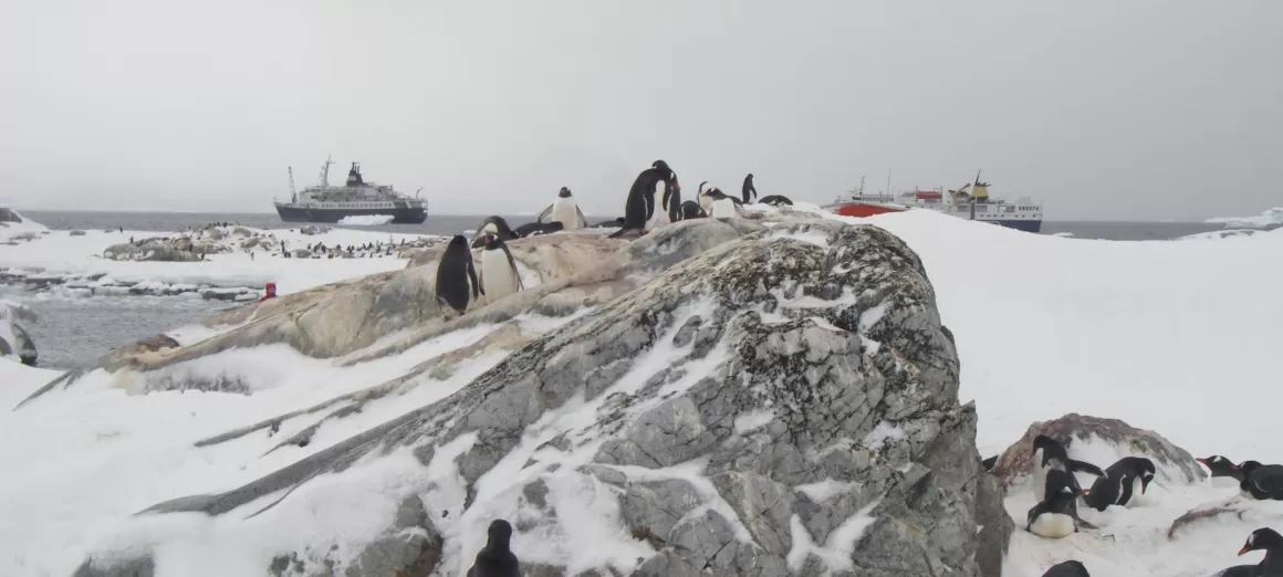 Penguins in front of the Orlova and Ocean Nova