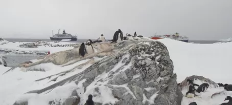 Penguins in front of the Orlova and Ocean Nova