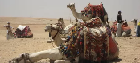 Sleepy camels at the Pyramids of Giza