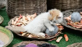 As much as I tried to pay attention, I was distracted by this kitten playing with a ball of yarn.