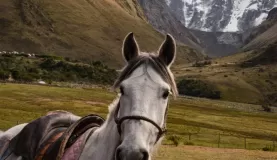 Beautiful horse in front of a beautiful mountain.