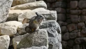 Llamas weren't the only wildlife in the Machu Picchu ruins. There were chinchillas too!