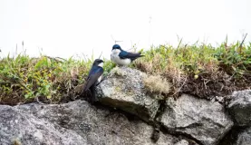 Sparrows hanging out on the rocks and moss.