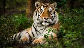 Bengal tiger deep in the forest