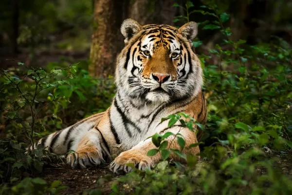 Bengal tiger deep in the forest