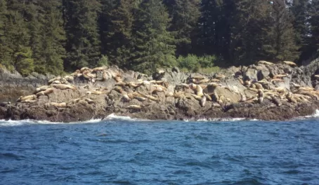 Seals on the shore