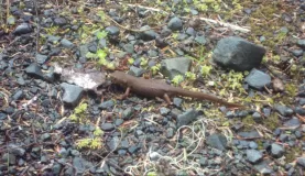 A salamander or... something