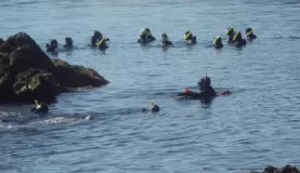 Enjoying the marine life of Alaska
