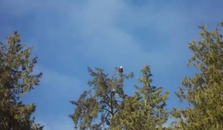 A few bald eagles in the tree