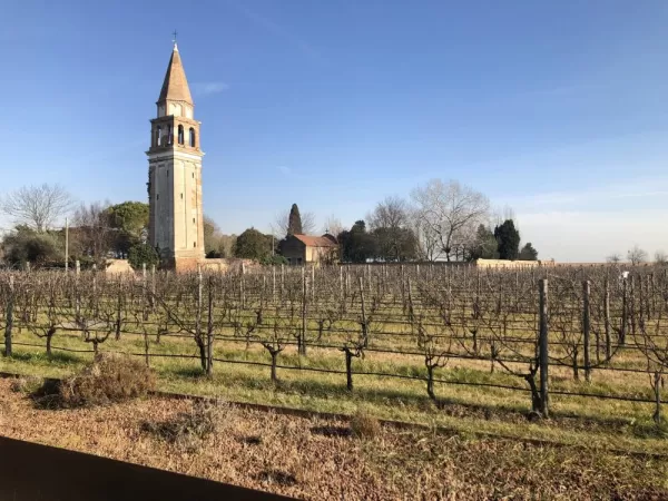Mazzorba Vineyards