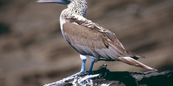 Catch a glimpse of a Blue-footed Booby on your Galapagos Islands tour