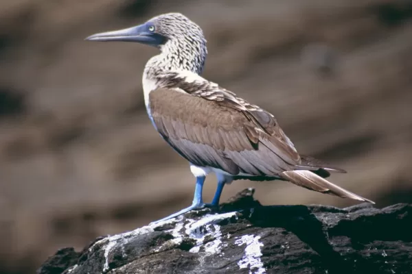 Catch a glimpse of a Blue-footed Booby on your Galapagos Islands tour